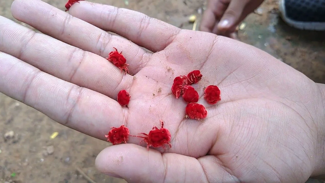 Red Velvet Mite