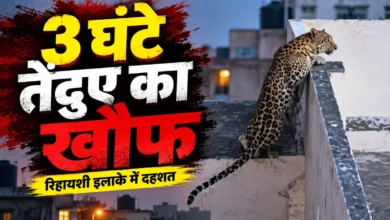 leopard | जयपुर मालवीय नगर तेंदुआ रेस्क्यू झालाना जंगल