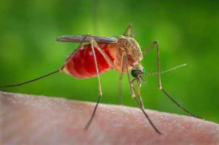  Mosquito Bites