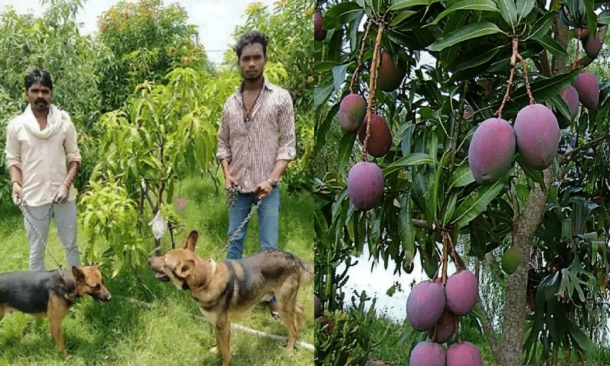 World's Most Expensive Mango