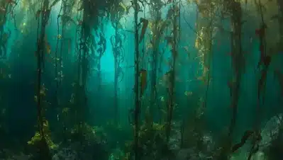 Do You Know