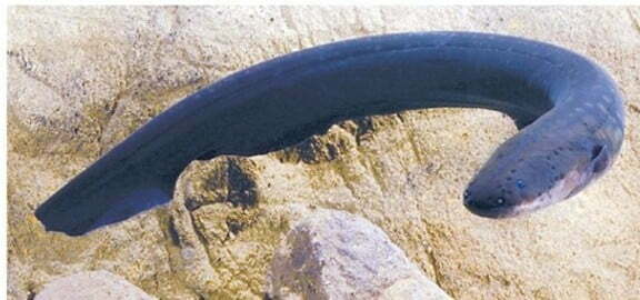 Electric Eel