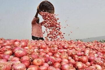Onion Price india