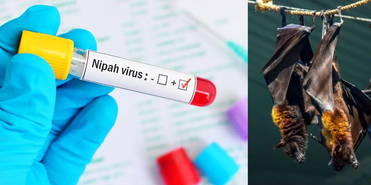 Nipah Virus in India