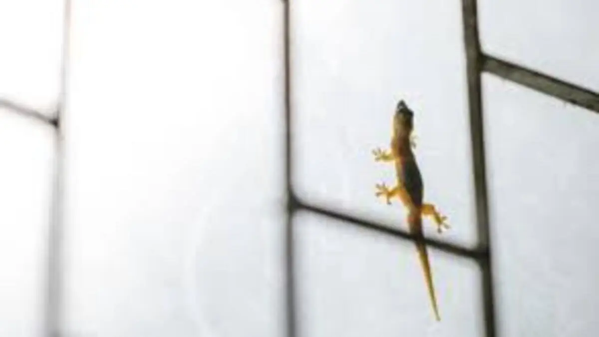 How To Repel Lizards