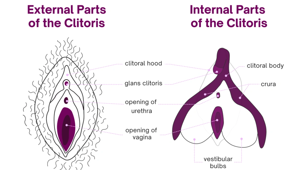 Clitoris