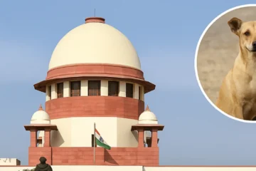 Stray Dogs Sterilization